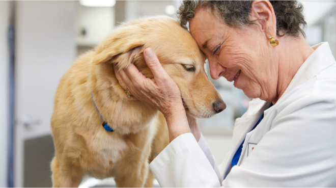 DOG IN VETERINARY CLINIC