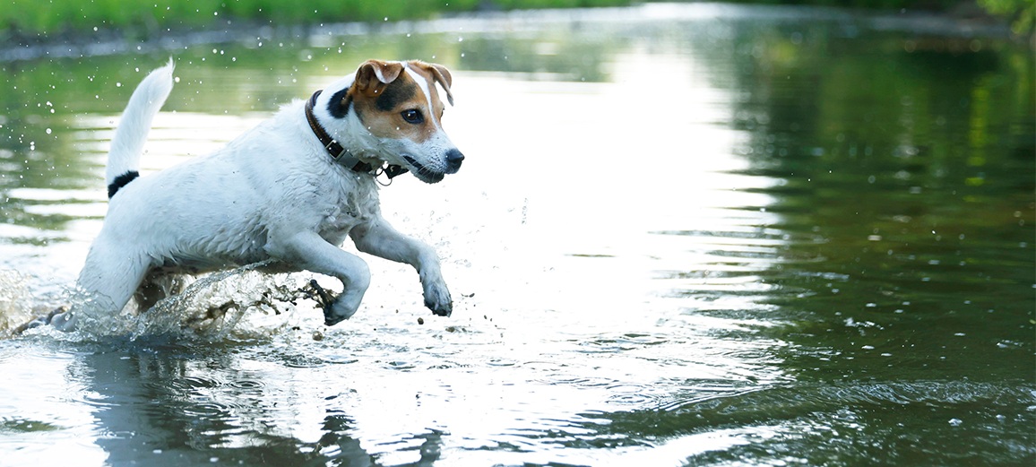 small dog running through water