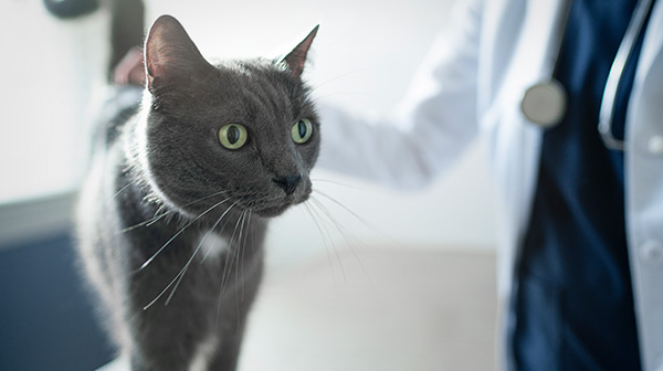 vet examining cat